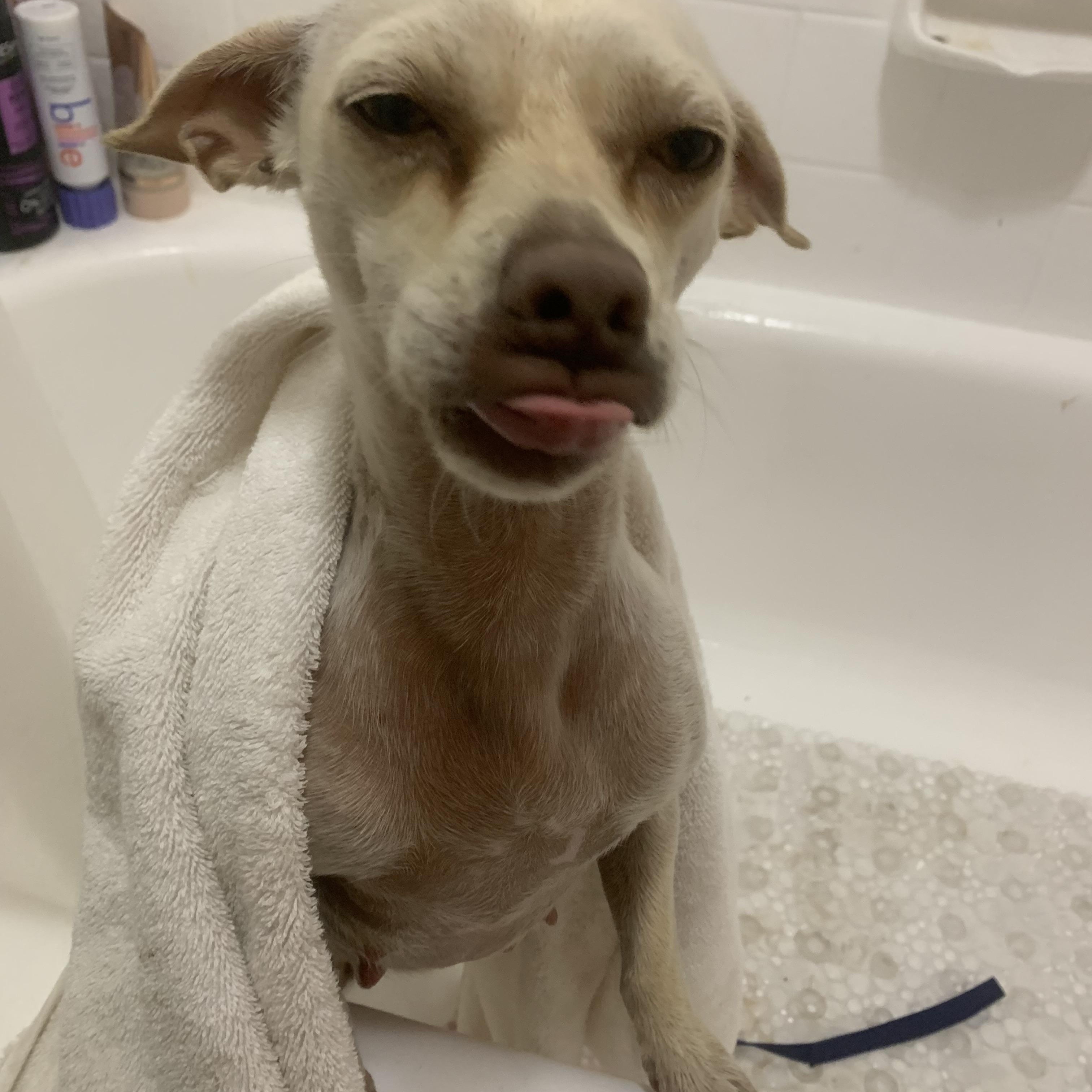 Liberty, an adoptable Chiweenie in Claremont, CA, 91711 | Photo Image 2