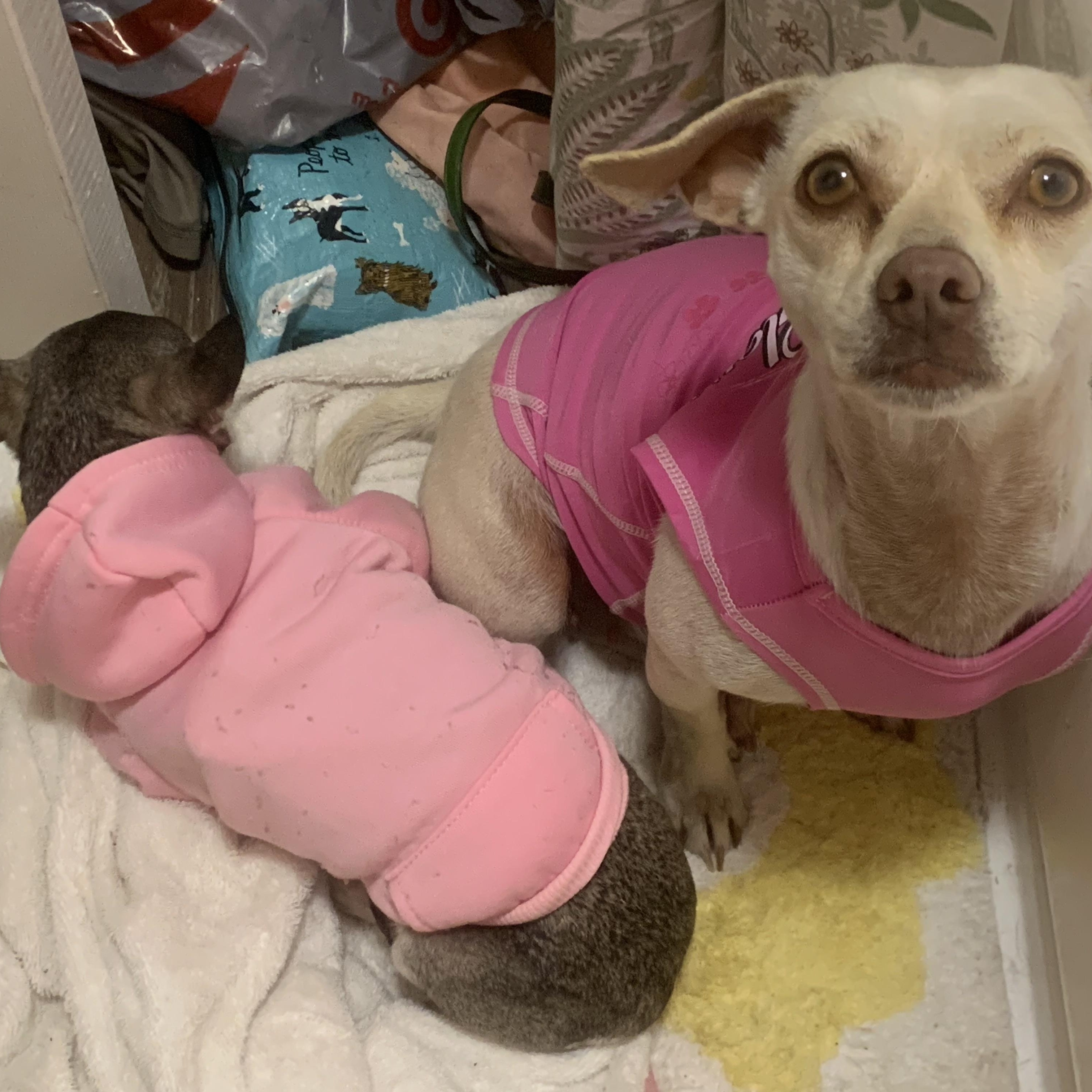 Liberty, an adoptable Chiweenie in Claremont, CA, 91711 | Photo Image 5