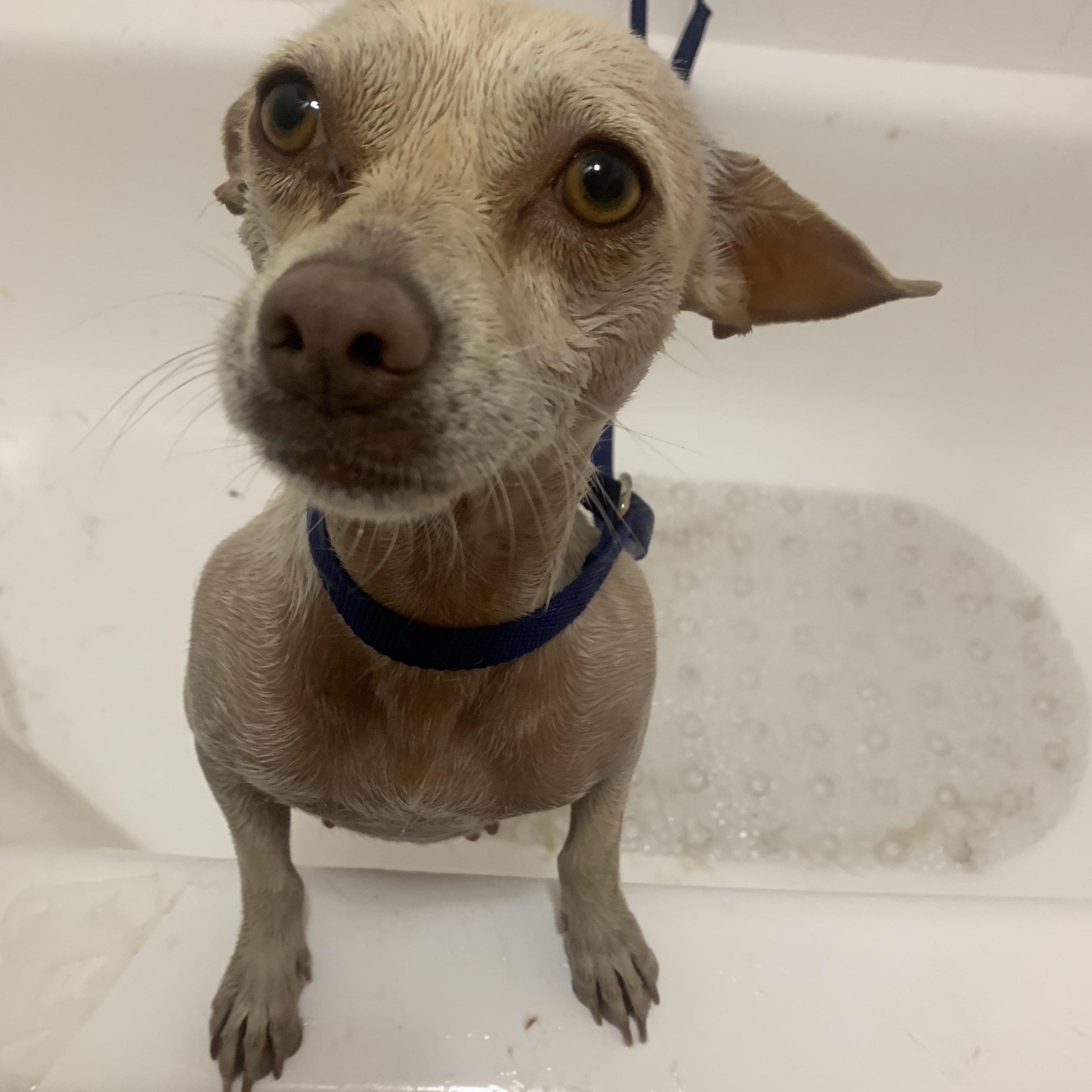 Liberty, an adoptable Chiweenie in Claremont, CA, 91711 | Photo Image 6