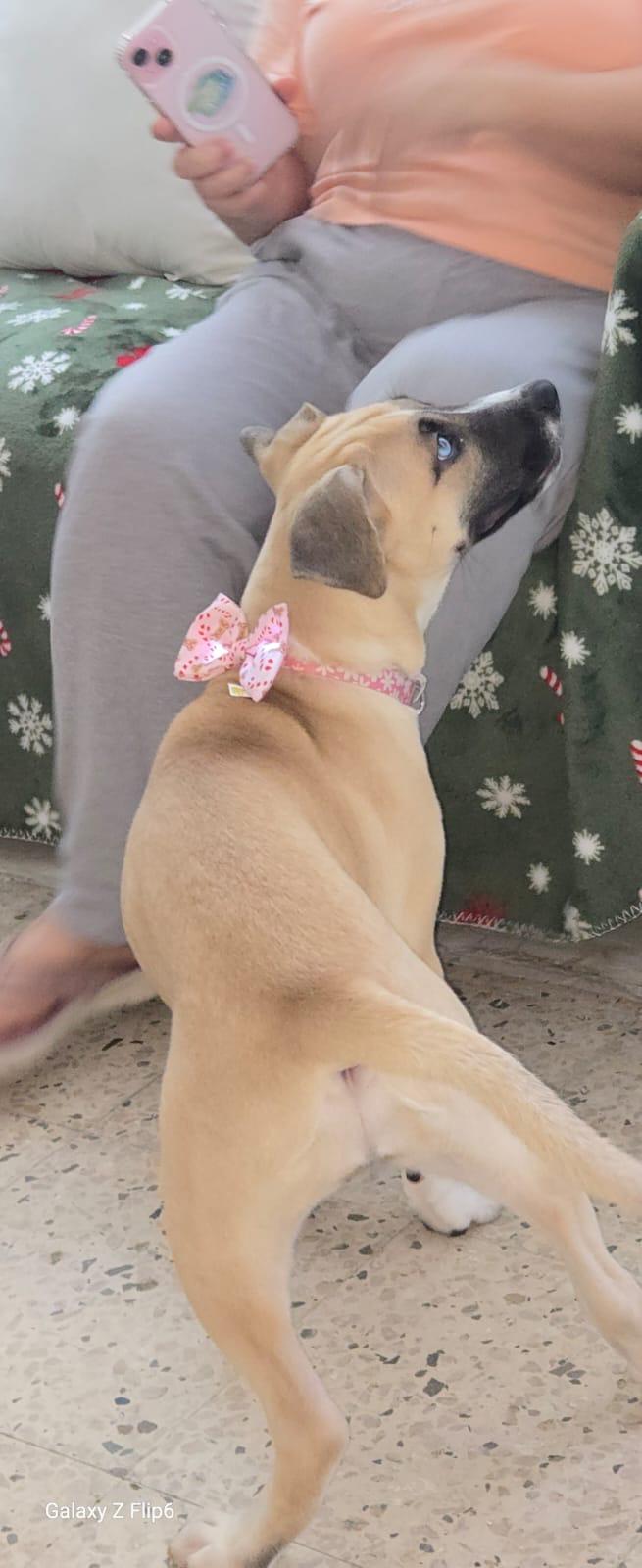 Mia, a Adoptable mixed breed in Hackensack, NJ image 3/6