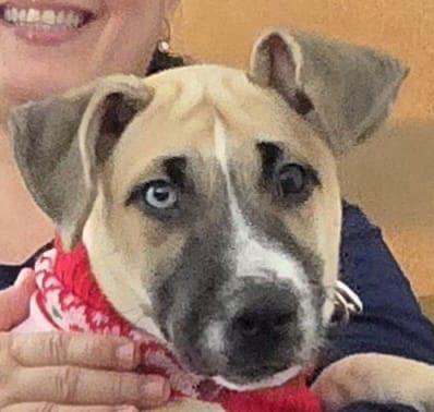 Mia, a Adoptable mixed breed in Hackensack, NJ image 1/6