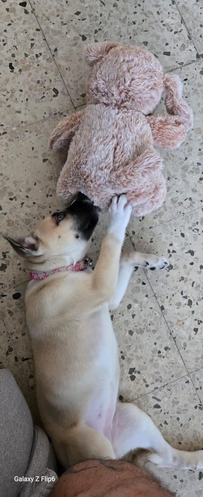 Mia, a Adoptable mixed breed in Hackensack, NJ image 4/6