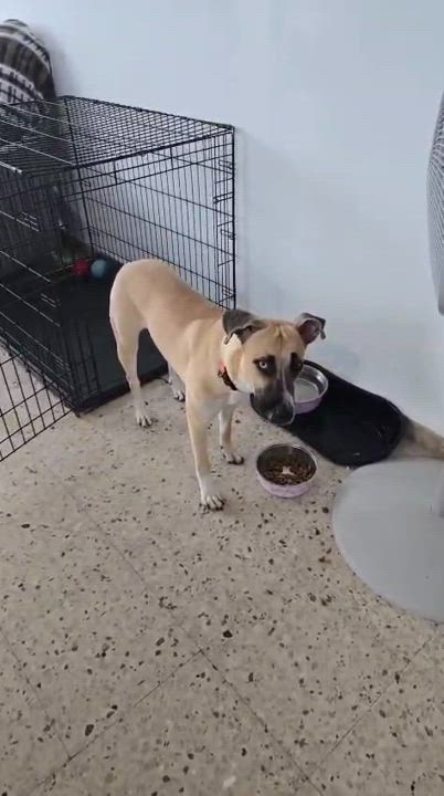 Enlarge Mia, a Adoptable mixed breed in Hackensack, NJ video 2/6