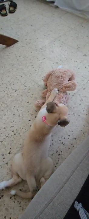 Enlarge Mia, a Adoptable mixed breed in Hackensack, NJ video 5/6