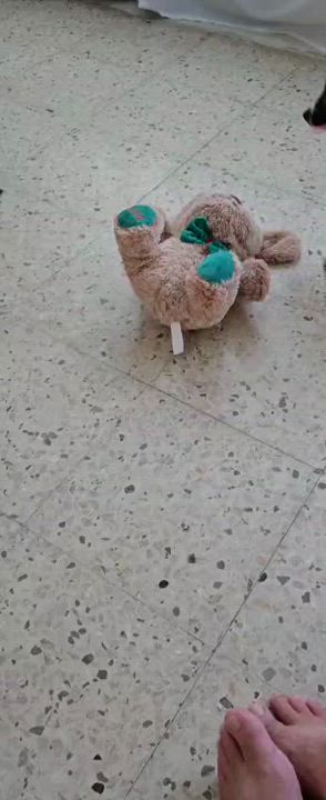 Enlarge Mia, a Adoptable mixed breed in Hackensack, NJ video 6/6