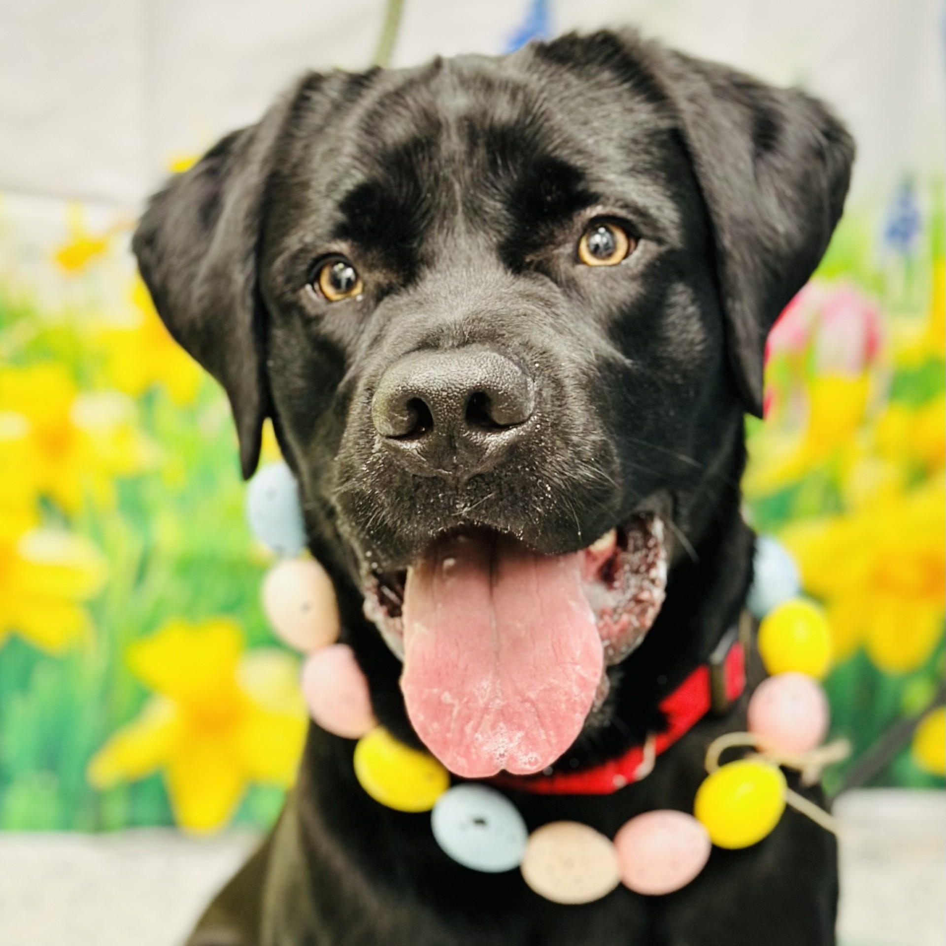 Negan , ADOPTABLE, Adult Male Cane Corso.