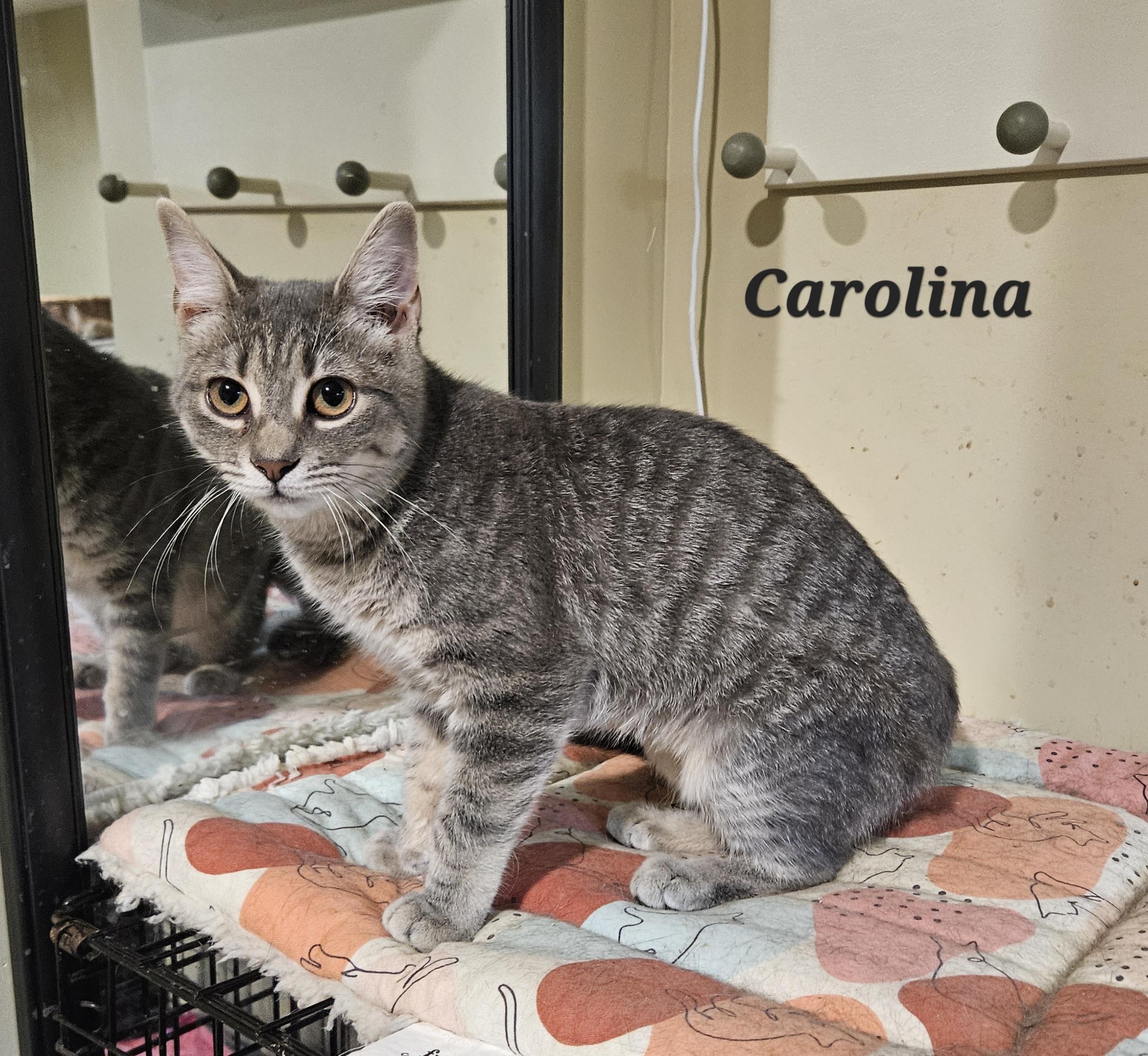 Carolina, adopted, Young Female Domestic Short Hair.