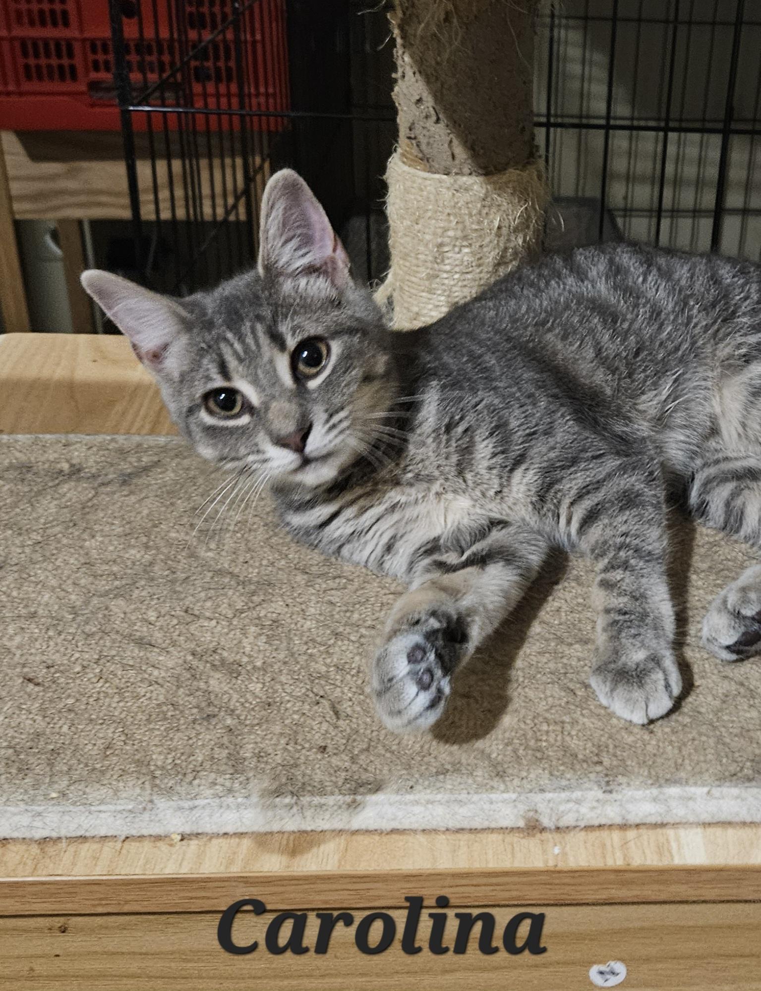 Enlarge Carolina, an adopted Domestic Short Hair in Bethlehem, PA image 3/3