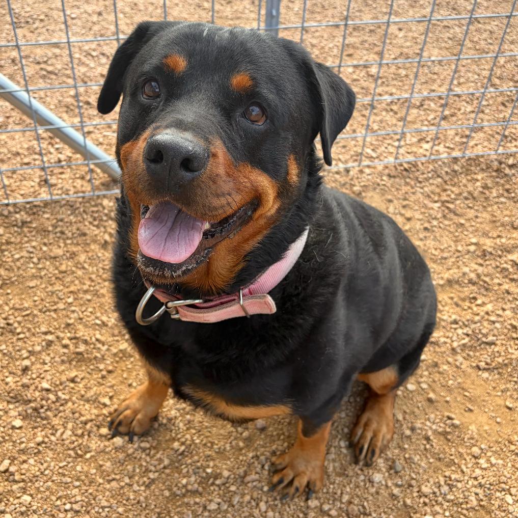 Prada, a Adoptable Rottweiler in Kerrville, TX image 1/3