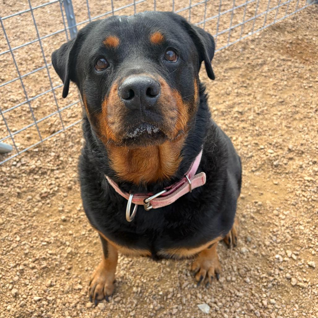 Prada, a Adoptable Rottweiler in Kerrville, TX image 2/3