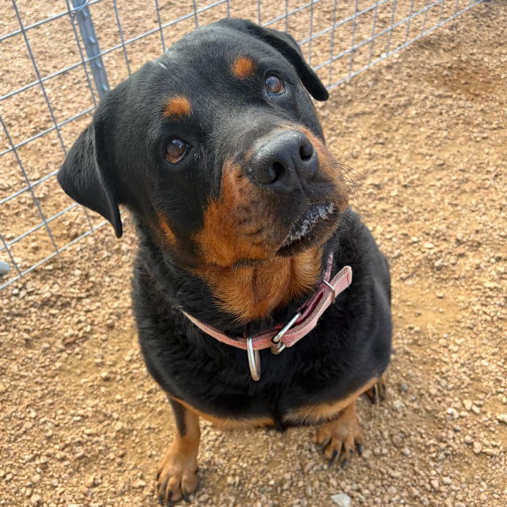 Prada, a Adoptable Rottweiler in Kerrville, TX image 3/3