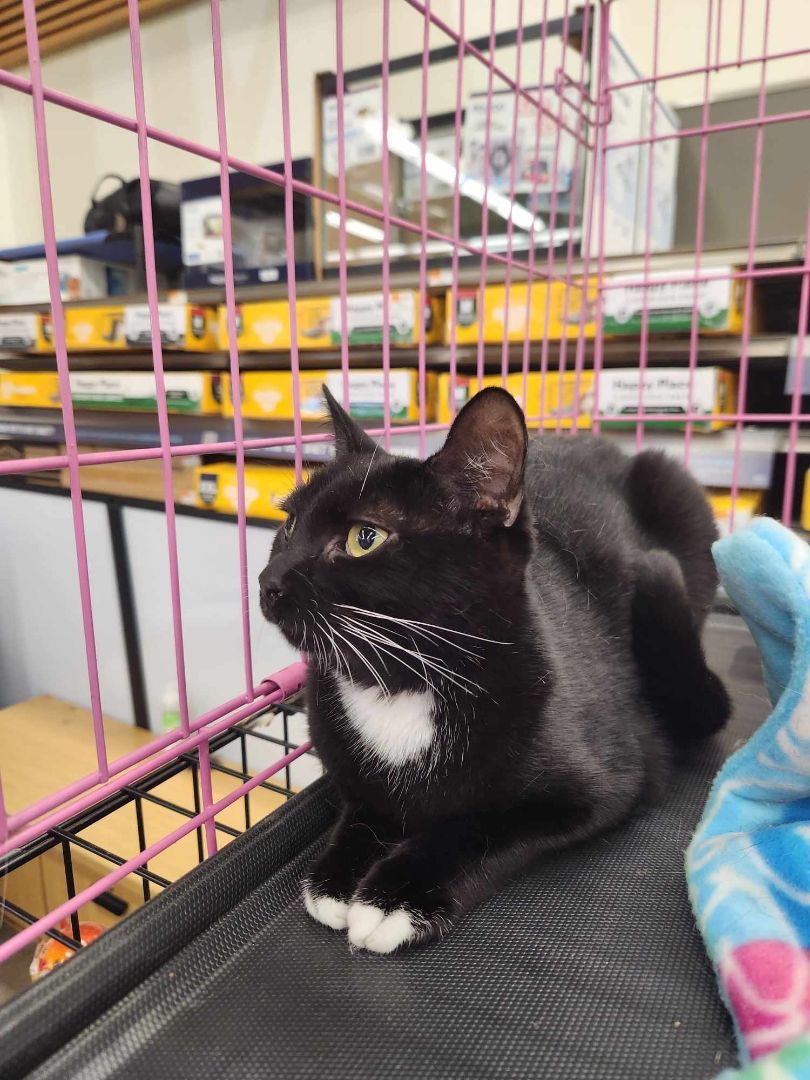 ToeSox, a Adoptable Domestic Short Hair in East Orange, NJ image 2/6