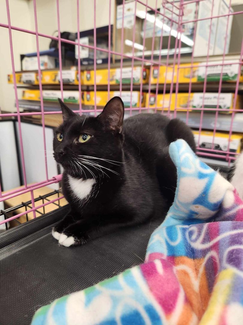 ToeSox, a Adoptable Domestic Short Hair in East Orange, NJ image 3/6