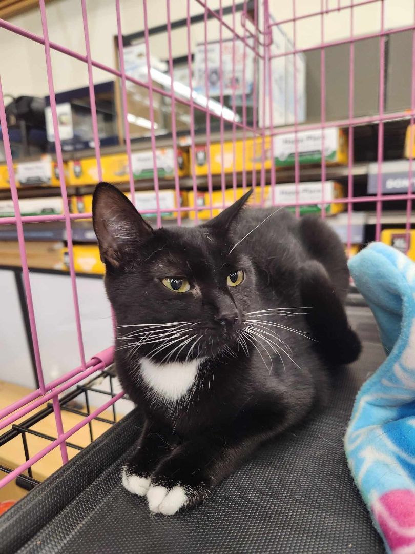 ToeSox, a Adoptable Domestic Short Hair in East Orange, NJ image 4/6