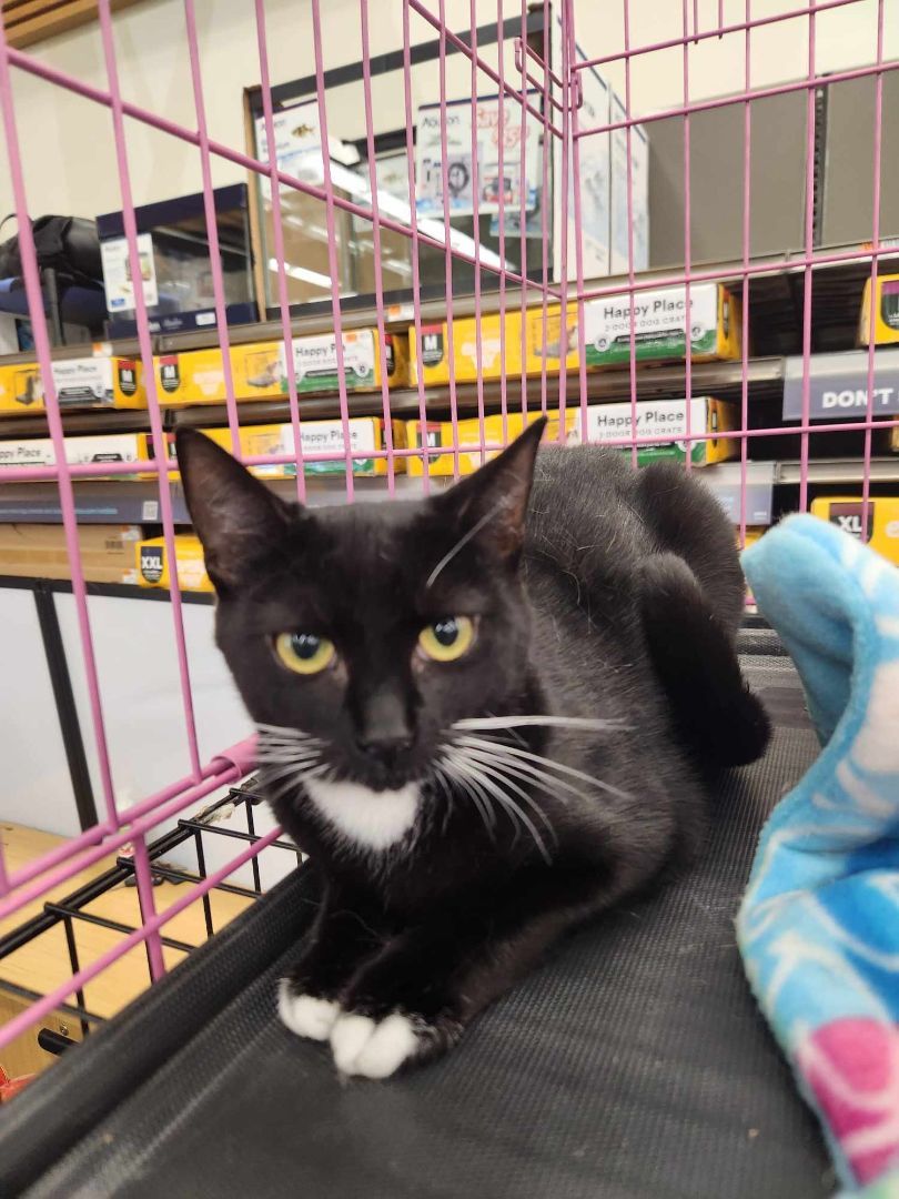 ToeSox, Adoptable, Young Female Domestic Short Hair.