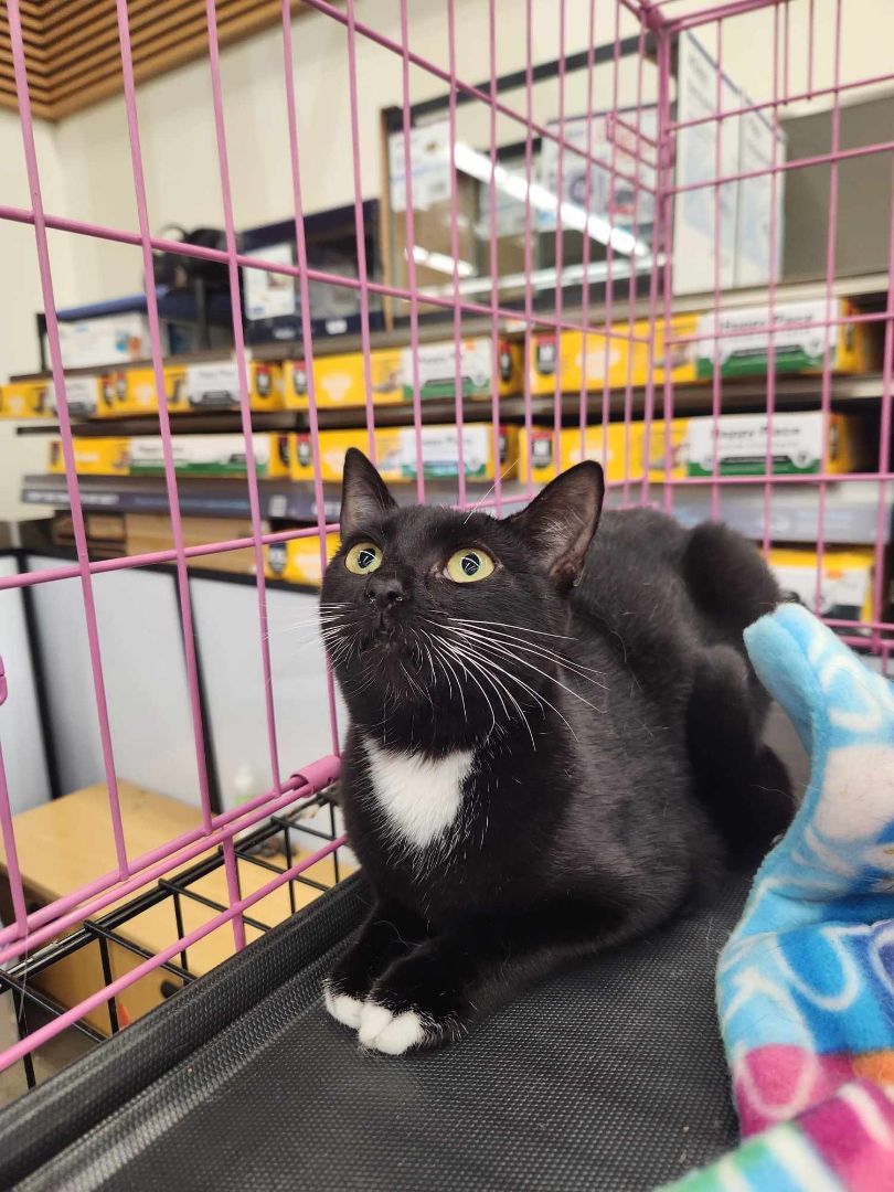 ToeSox, a Adoptable Domestic Short Hair in East Orange, NJ image 6/6