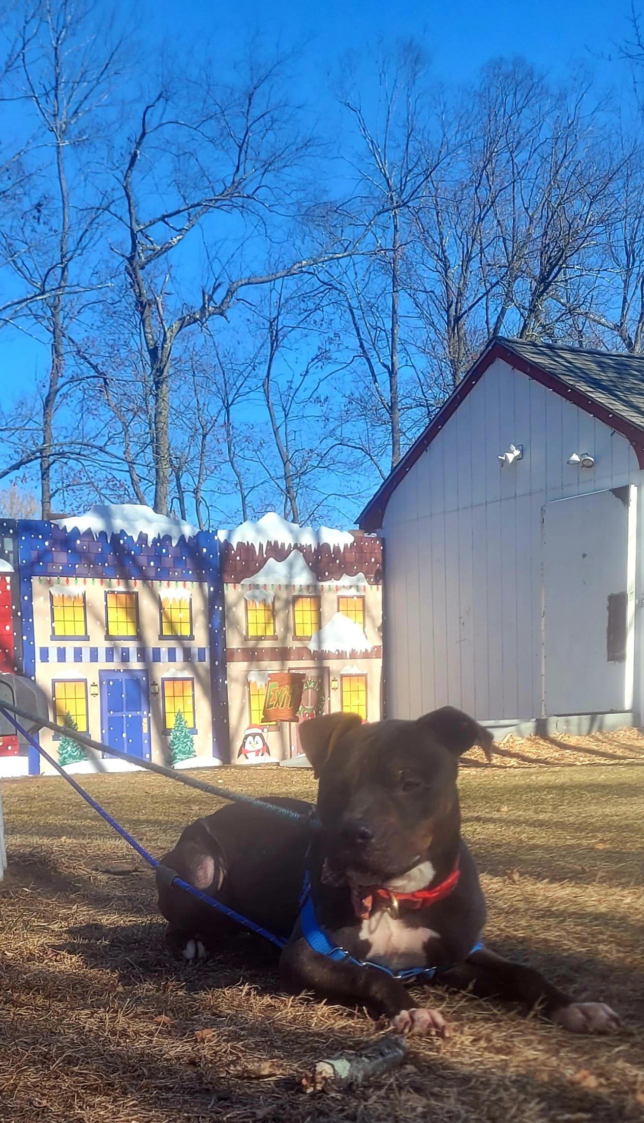 Enlarge Buster- URGENT, a ADOPTABLE mixed breed in Monroe Twp, NJ image 5/6