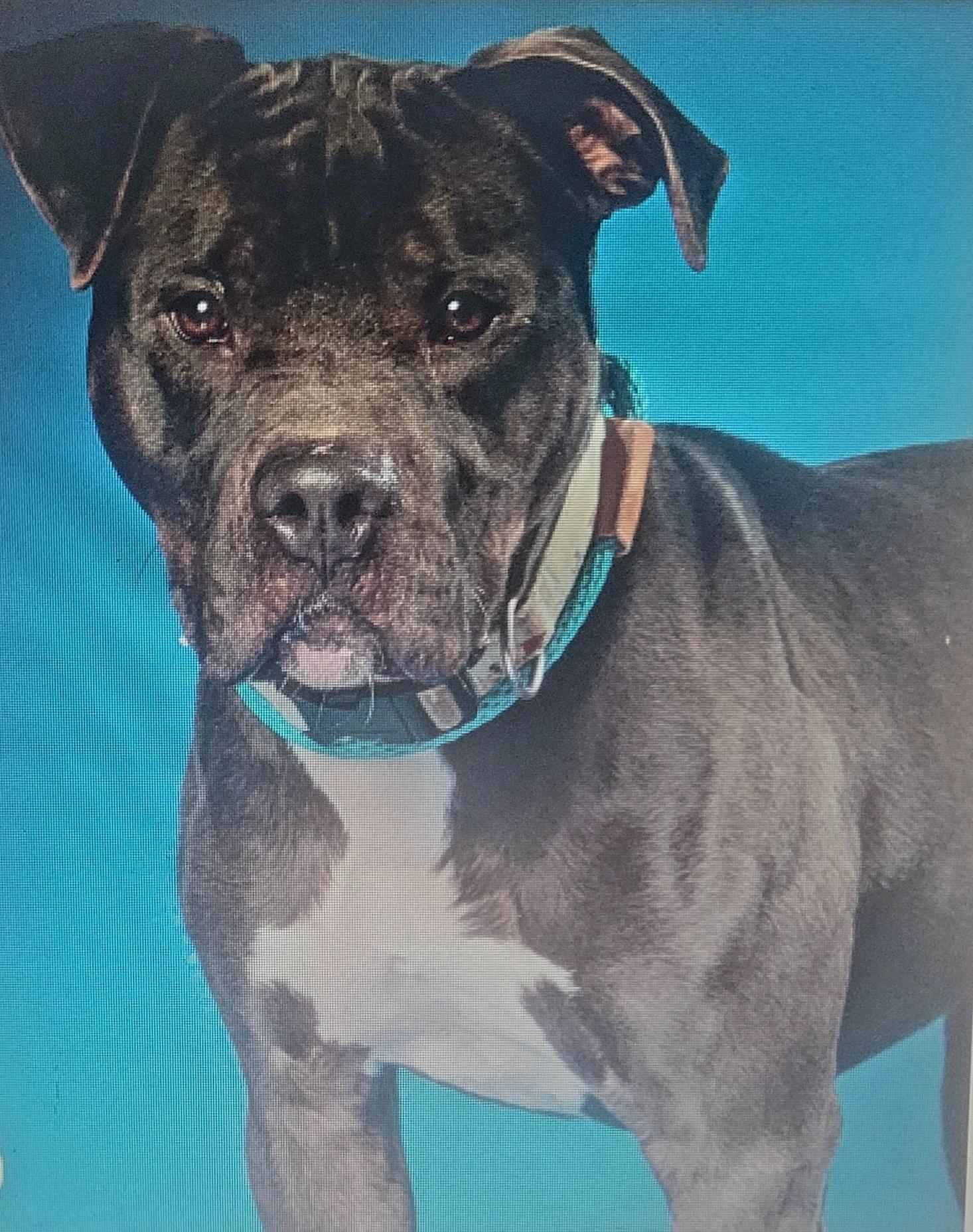 Enlarge Buster- URGENT, a ADOPTABLE mixed breed in Monroe Twp, NJ image 2/6