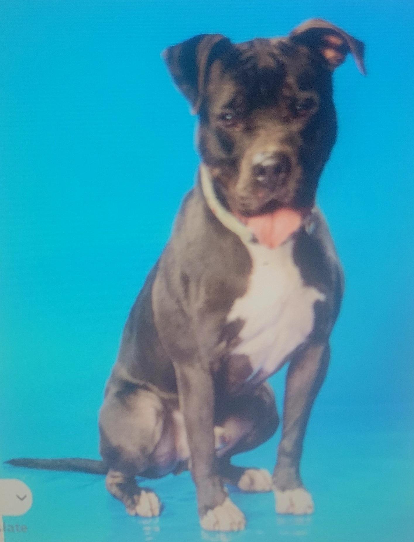 Enlarge Buster- URGENT, a ADOPTABLE mixed breed in Monroe Twp, NJ image 1/6