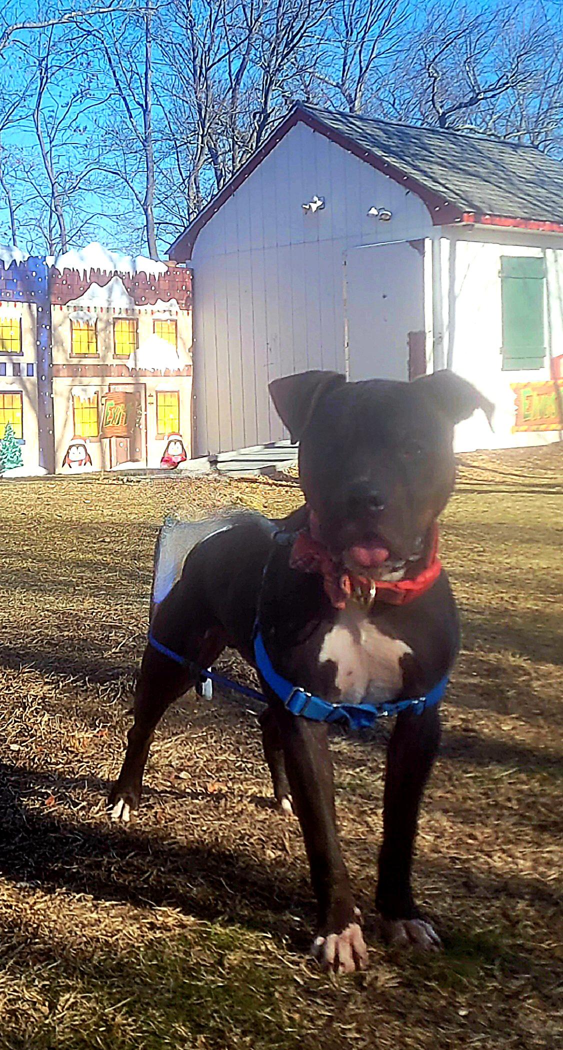 Enlarge Buster- URGENT, a ADOPTABLE mixed breed in Monroe Twp, NJ image 6/6