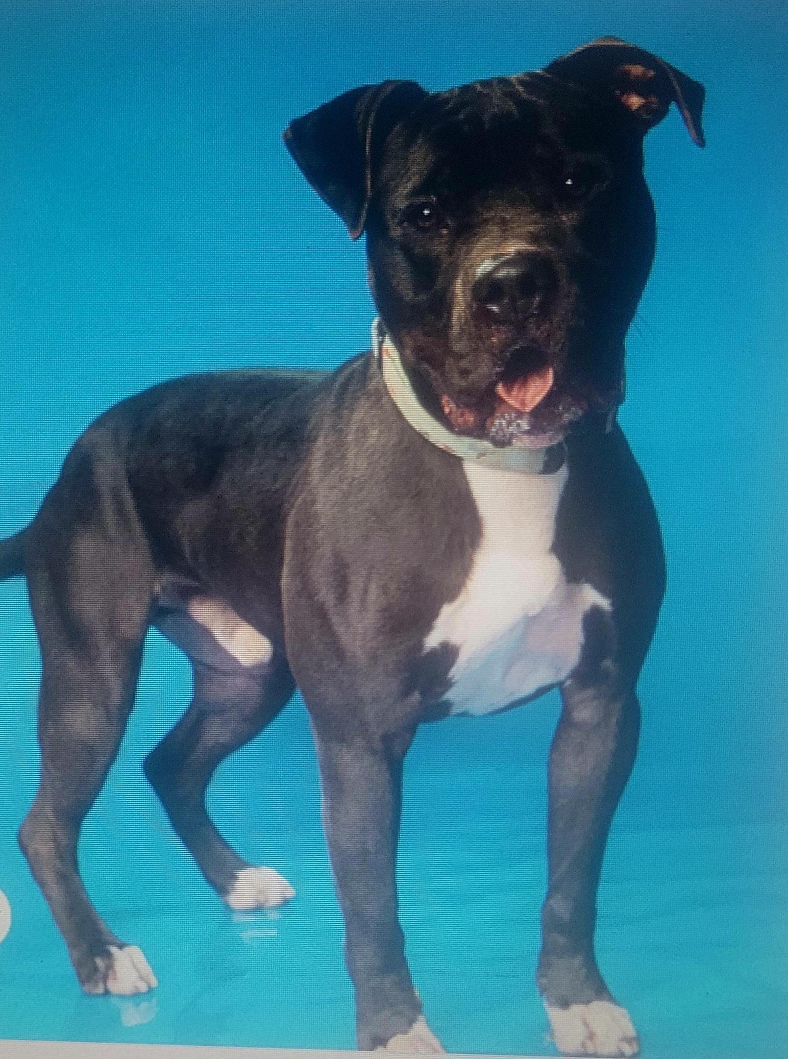 Enlarge Buster- URGENT, a ADOPTABLE mixed breed in Monroe Twp, NJ image 3/6