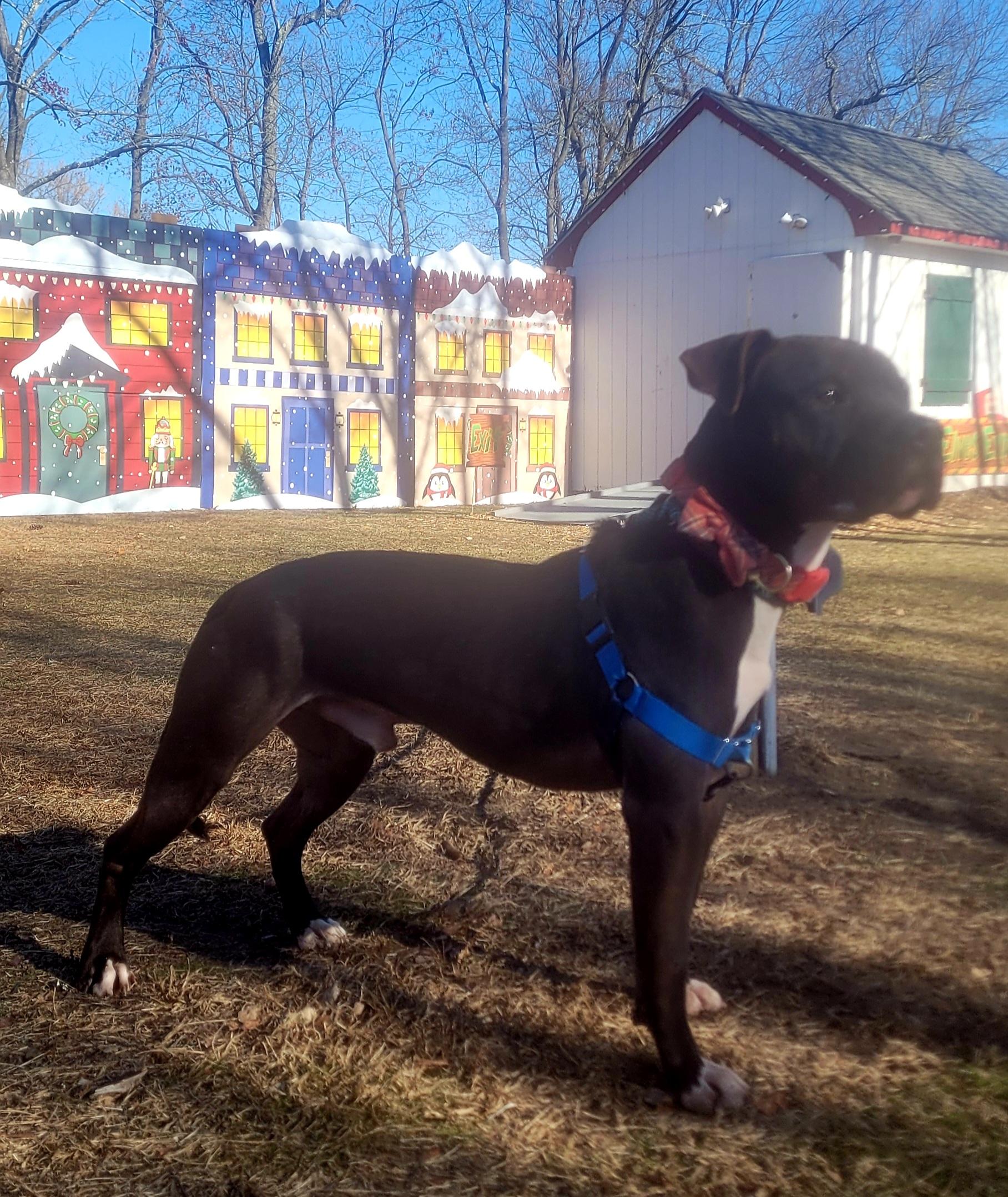 Enlarge Buster- URGENT, a ADOPTABLE mixed breed in Monroe Twp, NJ image 4/6