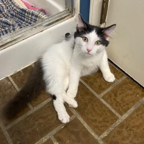 NJ - LIAM, a Adoptable mixed breed in Keansburg, NJ image 4/4