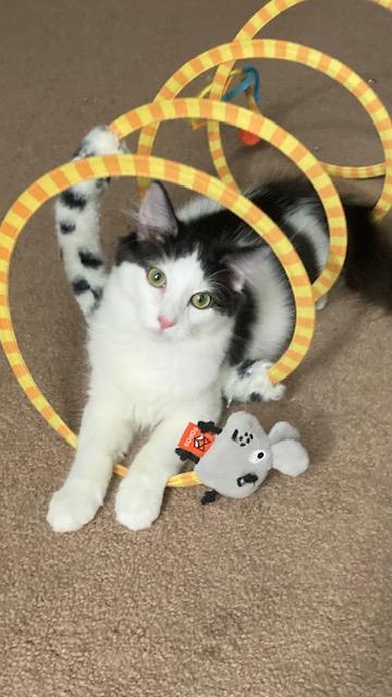 NJ - LIAM, Adoptable, Young Male Maine Coon & Domestic Long Hair.