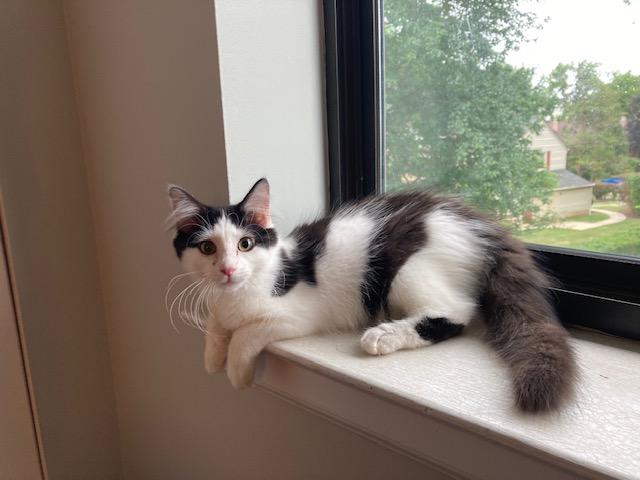 NJ - LIAM, a Adoptable mixed breed in Keansburg, NJ image 2/4