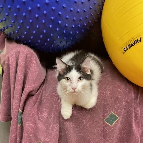 NJ - LIAM, a Adoptable mixed breed in Keansburg, NJ image 3/4