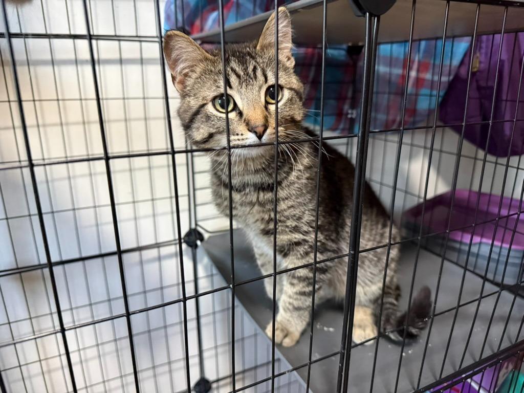 Enlarge Rowan, a Adoptable mixed breed in Grand Rapids, MN image 2/4