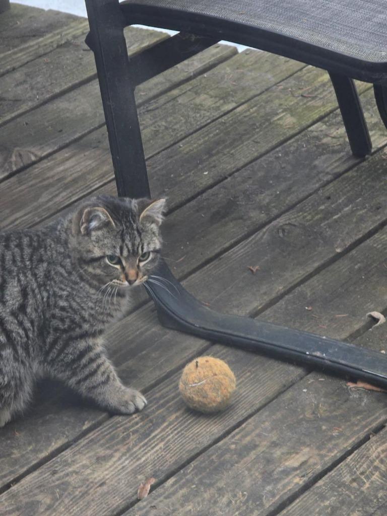Rowan, Adoptable, Young Male Domestic Short Hair.