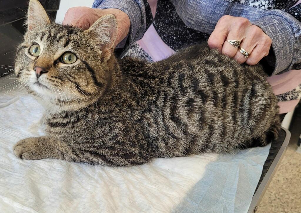 Enlarge Rowan, a Adoptable mixed breed in Grand Rapids, MN image 2/2