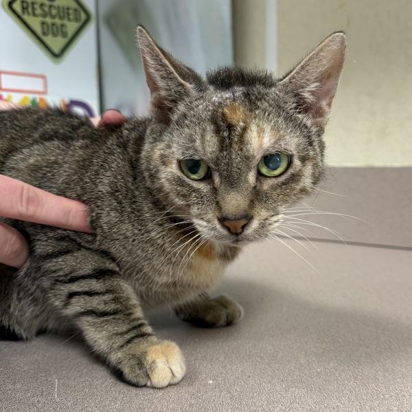 Enlarge Sugar, a Adoptable mixed breed in Salisbury, MD image 1/1