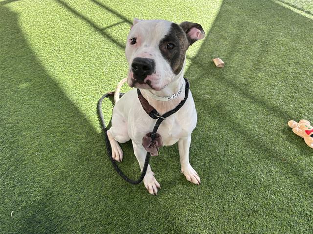 MCCLAIN, Adoptable, Young Male Pit Bull Terrier.