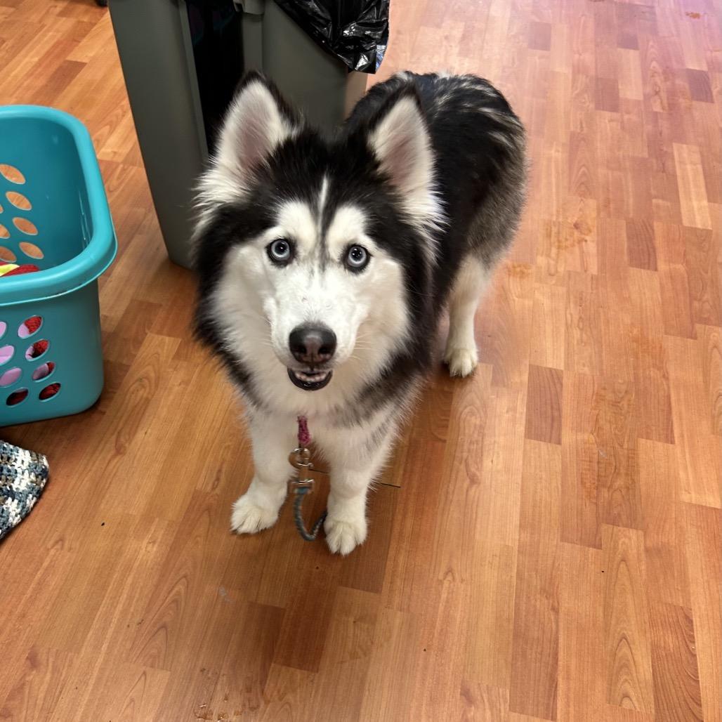 Aurora, Adoptable, Adult Female Siberian Husky.
