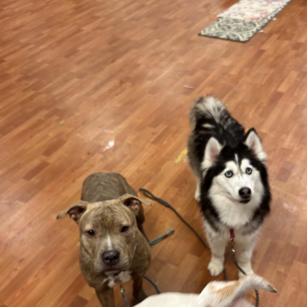 Enlarge Aurora, a Adoptable Siberian Husky in Springboro, OH image 2/6