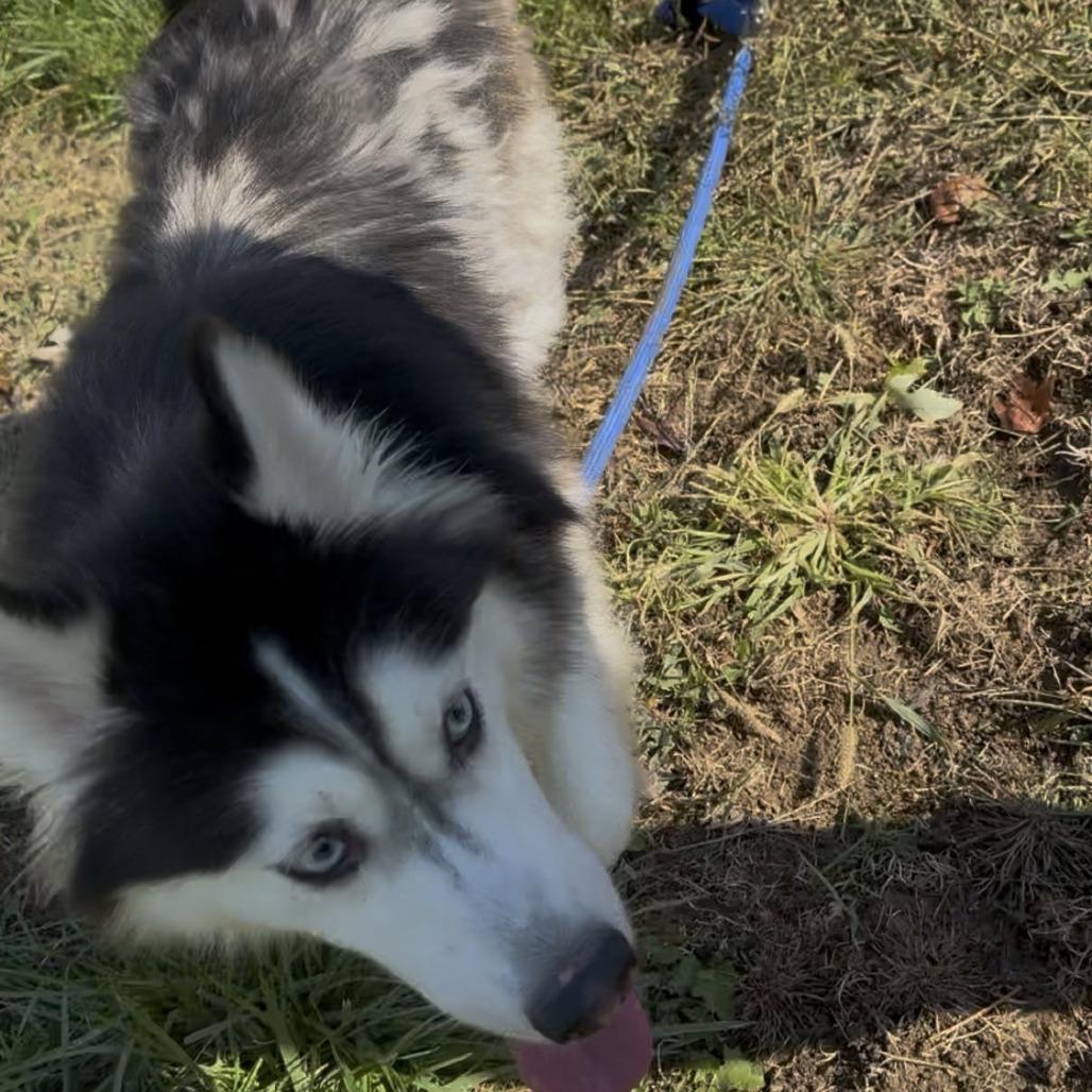 Enlarge Aurora, a Adoptable Siberian Husky in Springboro, OH image 1/3