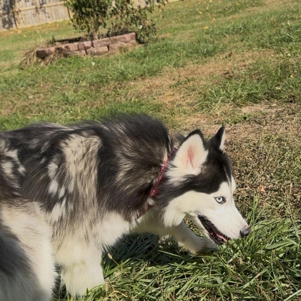 Enlarge Aurora, a Adoptable Siberian Husky in Springboro, OH image 2/3