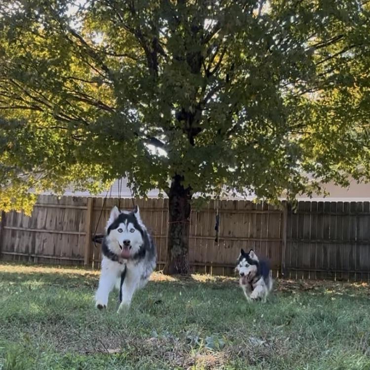 Enlarge Aurora, a Adoptable Siberian Husky in Springboro, OH image 3/3