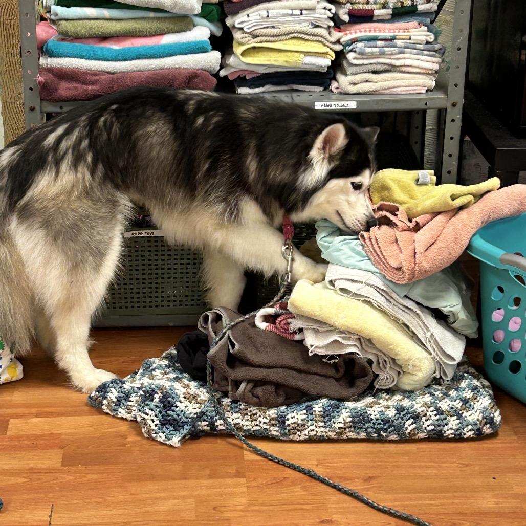 Enlarge Aurora, a Adoptable Siberian Husky in Springboro, OH image 6/6