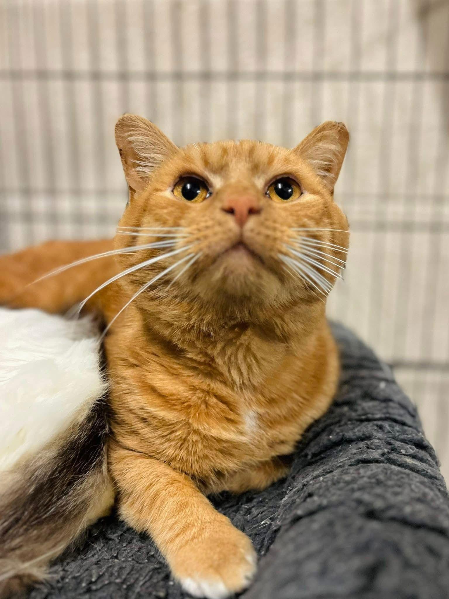 Peele, Adoptable, Adult Male Domestic Short Hair.