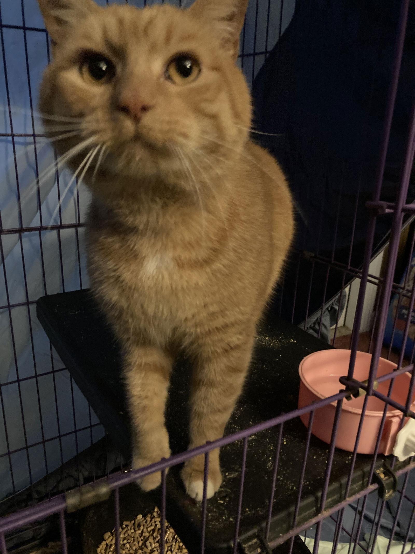 Enlarge Peele, a Adoptable Domestic Short Hair in Chatham, VA image 2/2