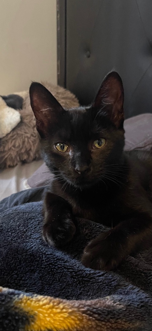 Rodger , a Adoptable Domestic Short Hair in Bell Gardens, CA image 1/5