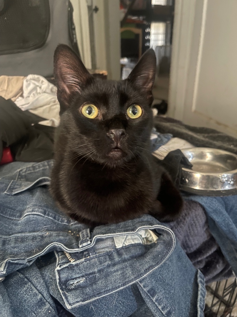 Rodger , a Adoptable Domestic Short Hair in Bell Gardens, CA image 2/5