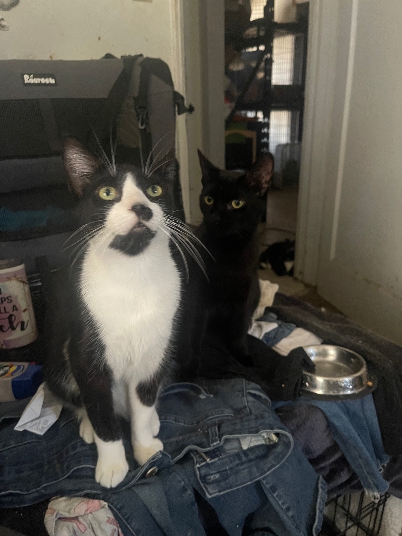 Rodger , a Adoptable Domestic Short Hair in Bell Gardens, CA image 3/5