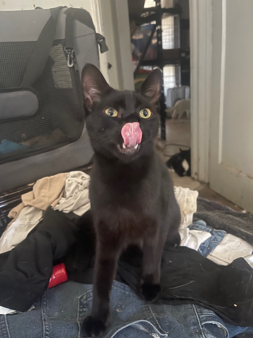 Rodger , a Adoptable Domestic Short Hair in Bell Gardens, CA image 5/5