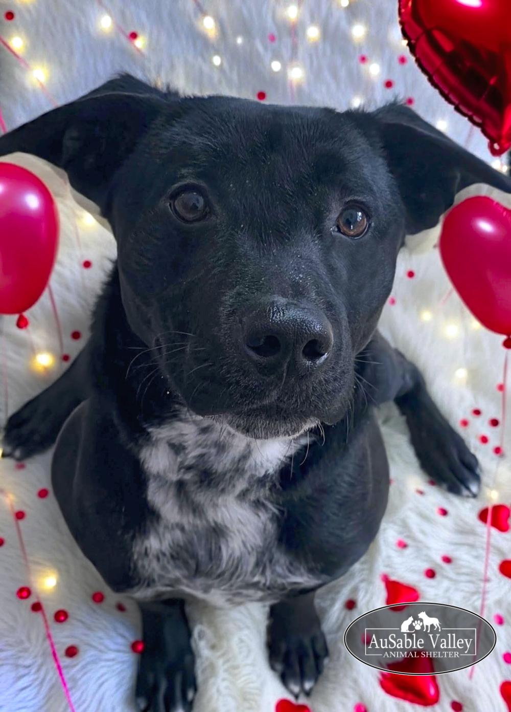 Tater, Adoptable, Young Male Mixed Breed.