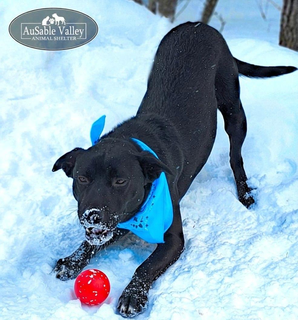 Enlarge Tater, a Adoptable Mixed Breed in Grayling, MI image 4/6