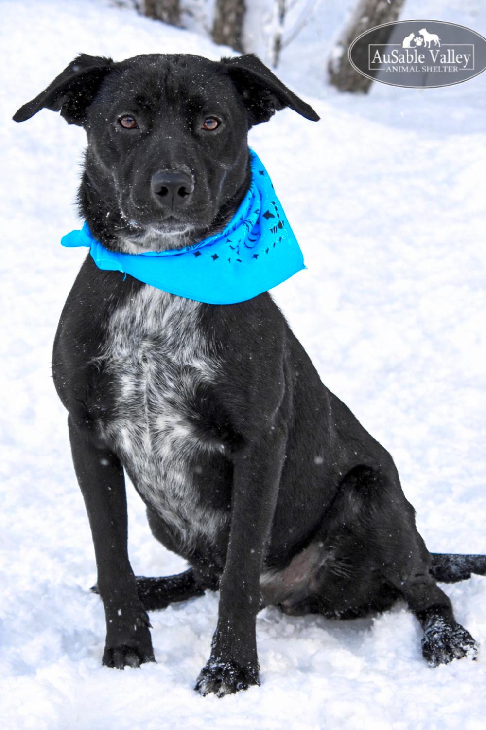 Enlarge Tater, a Adoptable Mixed Breed in Grayling, MI image 6/6